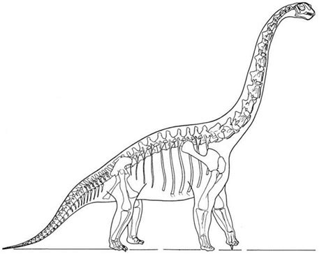 This picture shows a reconstruction of a Brachiosaurus skeleton ...