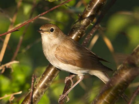 The nightingale: song, migration & habitat - Saga