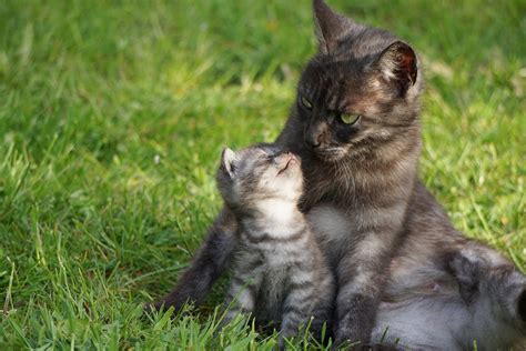 15 feiten over katten waardoor je er meer van zal houden - De Nieuwe kat