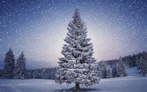 Wayfair Christmas Trees With Snow at Dwayne Quintanilla blog