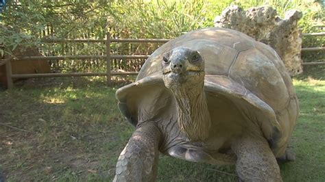 Inside Look At The Aldabra Tortoise Habitat At The Tulsa Zoo