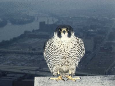 Peregrine Falcon Removed from Threatened Species List - Western Pennsylvania Conservancy