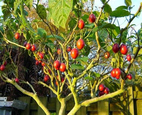 Tamarillo Cyphomandra betacea solanum betaceum Tree Tomato fruits - 20 ...