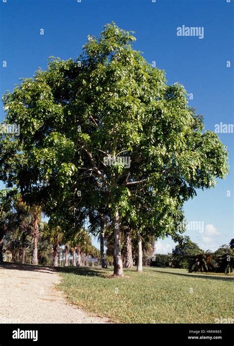 African mahogany tree hi-res stock photography and images - Alamy