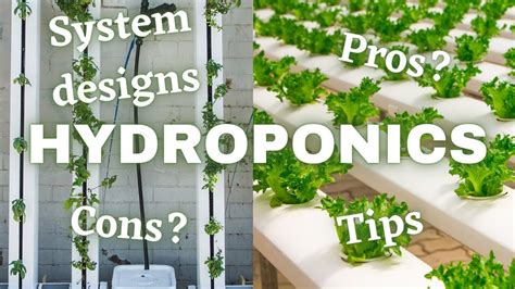 What Is Hydroponics And How Does It Work? - YouTube