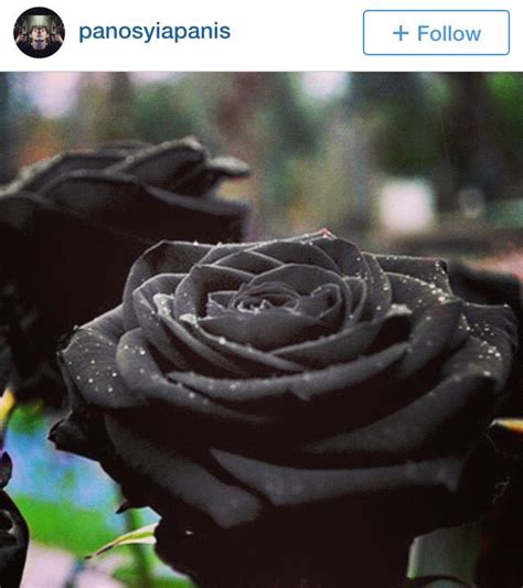 Halfeti Turkish Black Roses | Black rose flower, Rose seeds, Black rose