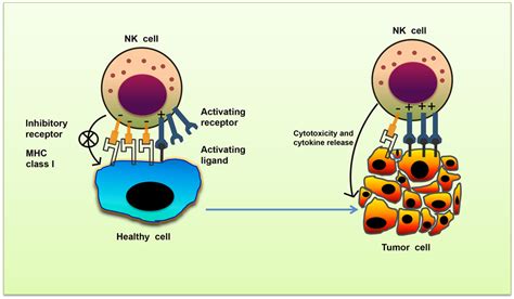 Frontiers | The Molecular Mechanism of Natural Killer Cells Function and Its Importance in ...