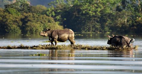 Assam floods: Over 200 animals died in Kaziranga National Park since 10 August, reveals govt ...