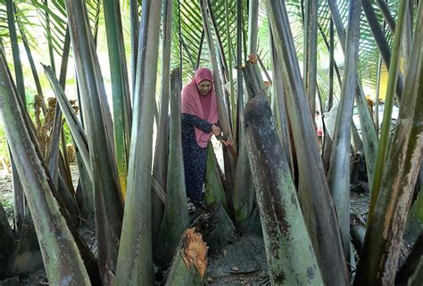 Mak Bedah manfaat pokok nipah tepi rumah, buat nira dan cuka | Astro Awani