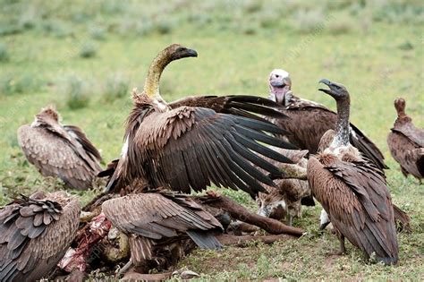 White-backed vultures feeding - Stock Image - C014/6840 - Science Photo Library