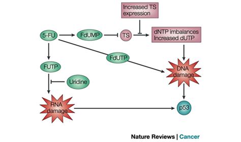 Activation of p53 by 5-fluorouracil.5-Fluorouracil (5-FU) can activate... | Download Scientific ...