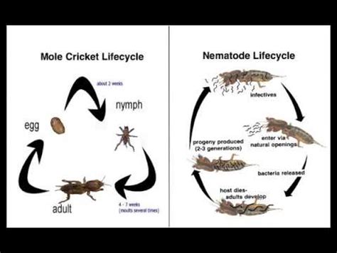 Mole Cricket Life Cycle