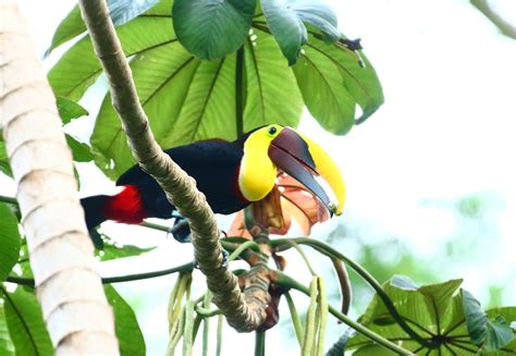 Toucans, our daily visitors | Vacation home, Vacation, Ocean view