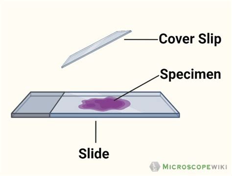 Microscope Slides - Types, Uses and Functions and Pictures