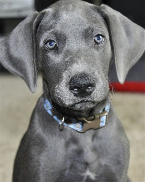 Dream Dog: silver great dane. | Dane puppies, Baby dogs, Great dane puppy