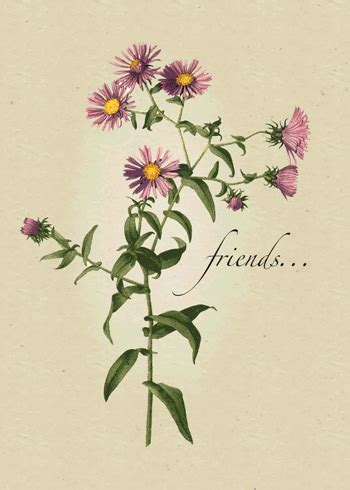 Happy Friendship Day Pink Aster Flower. Free Flowers eCards | 123 Greetings