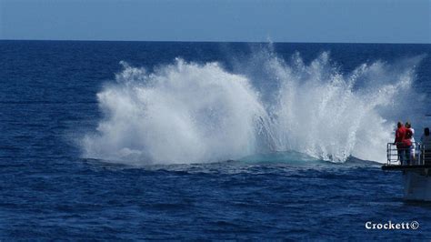 Humpback Whale Breaching Close to Boat 23 image 3 of 4 Photograph by Gary Crockett - Fine Art ...