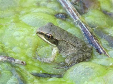 Blue Jay Barrens: Baby Wood Frogs