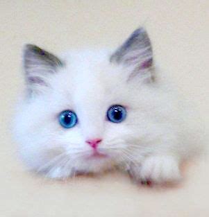 blue eyed kitties - Cute Kittens Photo (41495306) - Fanpop