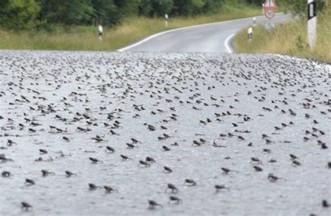 Raining Frogs: Unveiling The Truth Behind Frogs Falling From The Sky