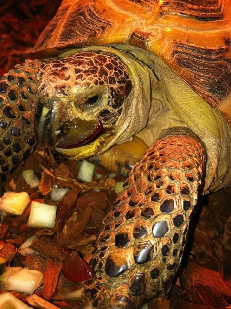 Russian Tortoise | Russian tortoise, Russian tortoise diet, Tortoise care