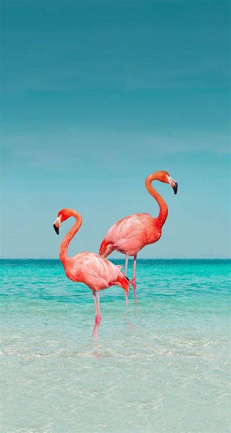 Flamingo Wallpaper for iPhone and Android