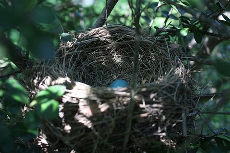 Fanatic Cook: Catbird Nest Vs. Cardinal Nest