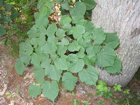 Linden Tree - Abundant Edible Leaves and Flowers - Eat The Planet