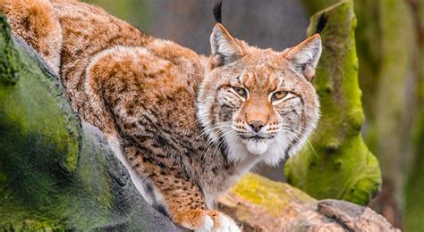 El lince boreal en el Pirineo - Cima Norte, Guía del Pirineo