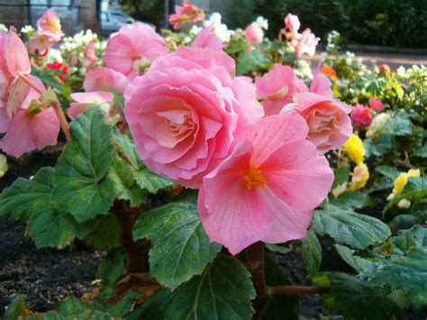 Begonia - Flowers