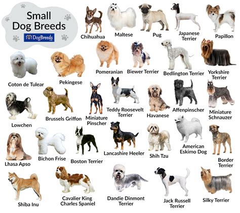 Small Dogs Breed Chart With Heights And Weights Small Dog Breeds Chart, Dog Breeds Chart, Small ...