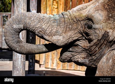 Zoo Elephant Feeding Stock Photo - Alamy