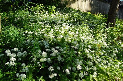 White Flowers – A thousand years dream | Heart of Angel