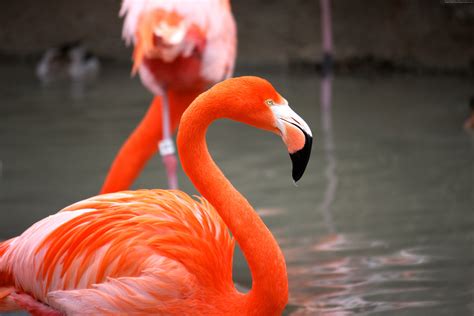 640x960 resolution | orange and white flamingo on body of water HD wallpaper | Wallpaper Flare