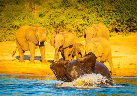 Premium Photo | Young baby elephant calves playing and splashing in ...