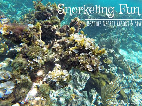 Snorkeling Fun - Beaches Negril Resort & Spa | Building Our Story