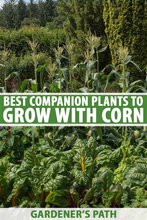 9 of the Best Companion Plants for Corn | Gardener’s Path