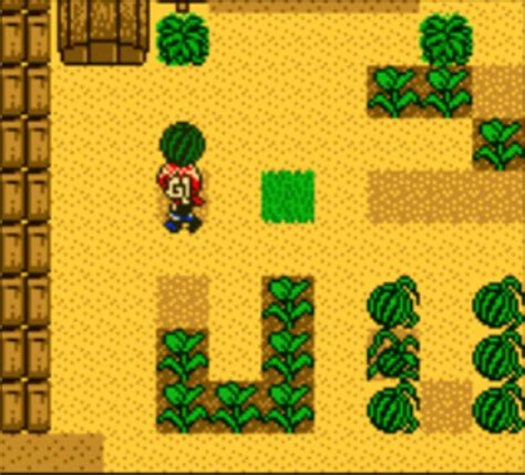 Harvest Moon 2 (GBC / Game Boy Color) Screenshots