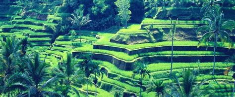 Full Day Ubud Tour Packages Services | Bali Ventur