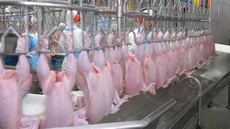 Chicken Processing Plant at Rs 8000000 | Poultry Processing Plant in ...