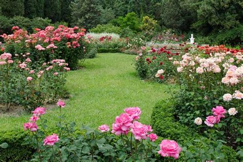 How to Plan a Rose Garden | Gardener’s Path