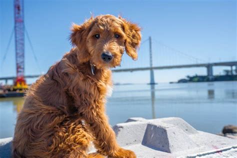 Goldendoodle (Golden Retriever & Poodle Mix): Info, Pics & Traits | Hepper