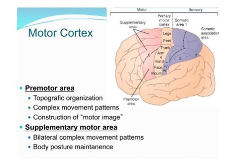 Motor Cortex Prem