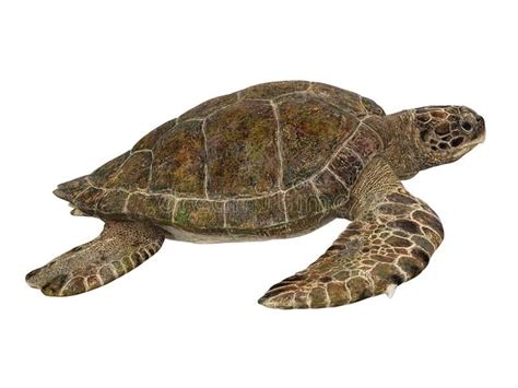 Sea Turtle Isolated. On white background. 3D render royalty free illustration