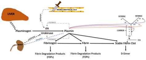 Hemostasis - Part 2 - Fibrinolysis and Fibrinolytic Therapy - Med Lab ...