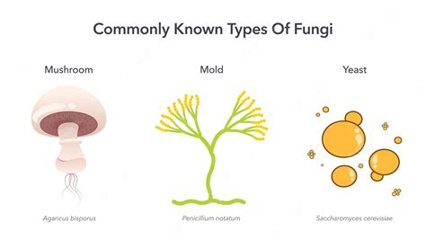 Premium Vector | Commonly known types of fungi science vector illustration