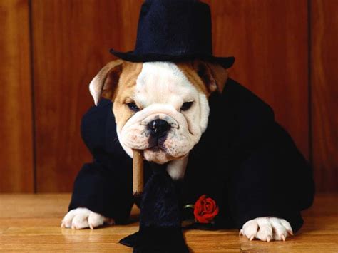 boss dog - Google Search | PHOTOS I LOVE | Pinterest | Google search ...