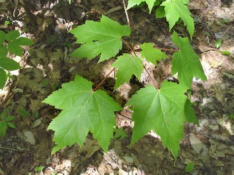 Acer rubrum (red maple): Go Botany