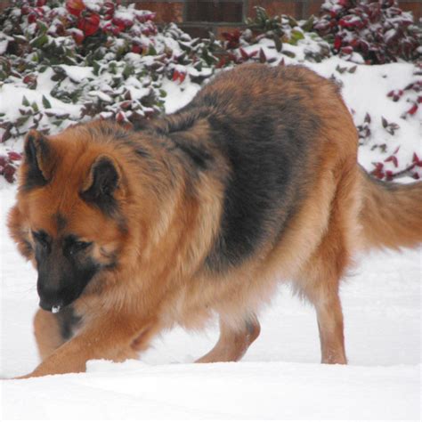 King Shepherd Breed Guide - Learn about the King Shepherd.