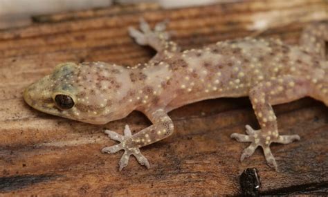 7 Best Pet Gecko Types for Beginners | MyPetCareJoy